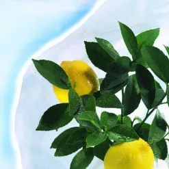 Nortene Housse D'hivernage "Hiversac" - 50 G/m2 -NORTENE Soldes Boutique 9026246 4